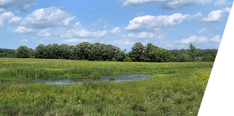 Wetlands Reclamation